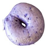 20250318_TheBagelHole_084-min-min